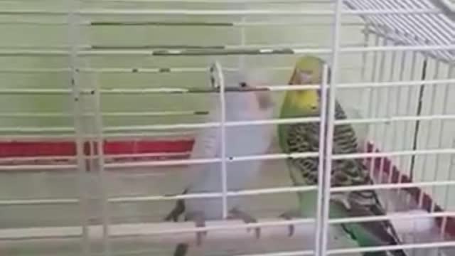A pair of beautiful birds