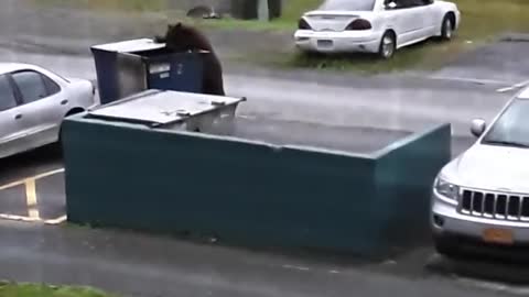 Hungry Bear Dumpster Dives