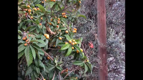 Bitchute Exclusive Video 48 Loquat Domestication