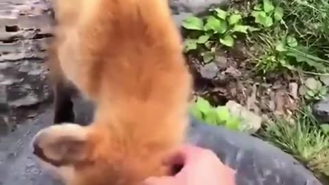 Funny videos of wild animals