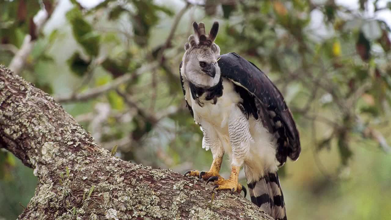 Harpy Eagle