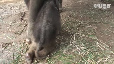 elephant See how a mommy elephant wakes up her baby elephant