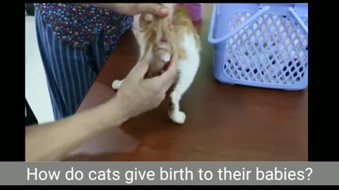 How does a cat give birth to babies?