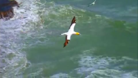 Relaxing Video of Beautiful Birds 2021