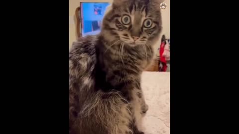 New Funny Animals 😂 Funniest Cats and Dogs Videos 😺🐶