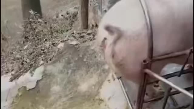 How pigs are loaded into a truck