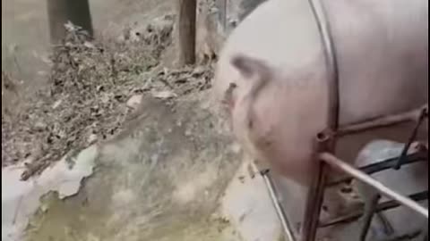 How pigs are loaded into a truck