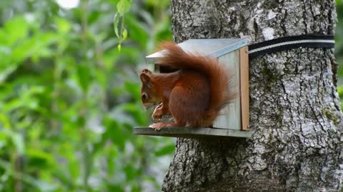 Squirrel eats in his house on the tree