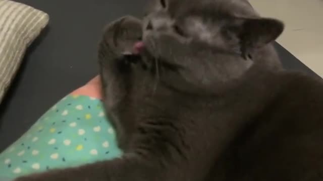Life feels fuller when cats are around.