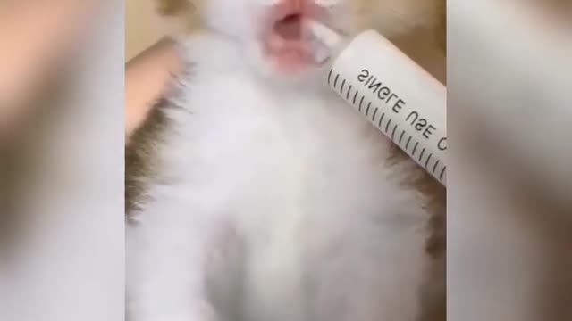 Baby cat video