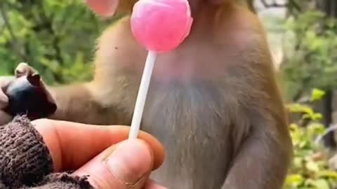 MONKEY VIDEO