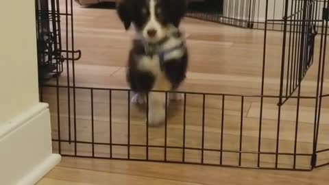 Black and white puppy jumps over puppy gate