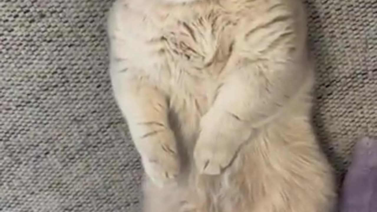 Cute cat is sleeping