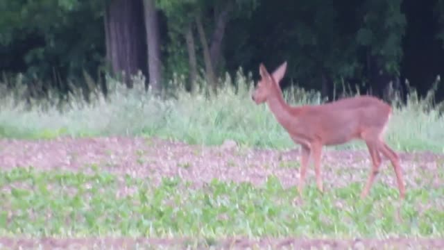 doe running in the middle of a field