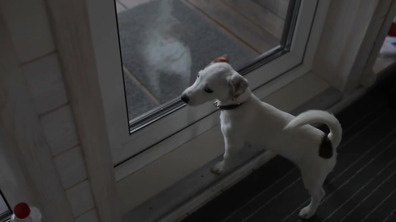 dog jack russel looks at the glass door