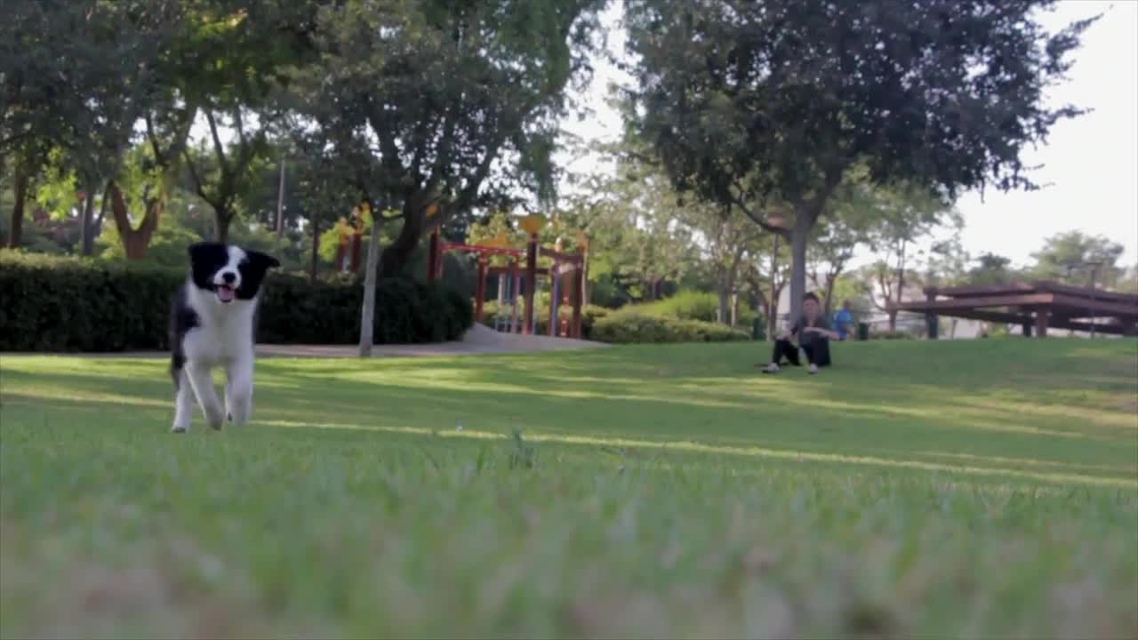 Dog plays with a grass