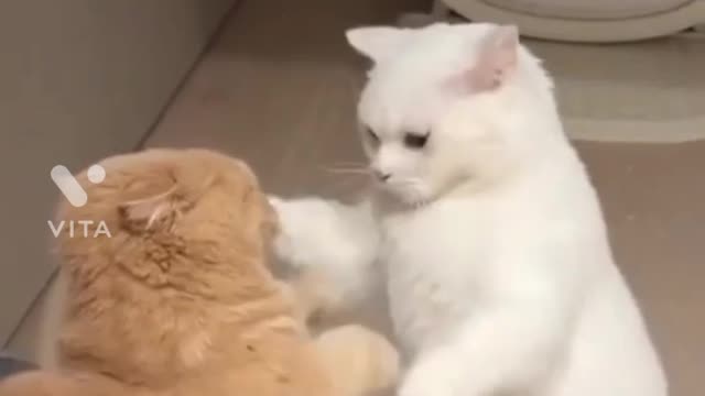 Cat lovely fight