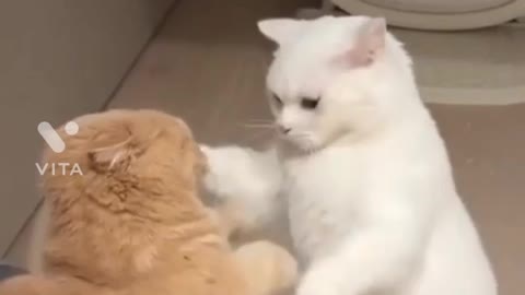 Cat lovely fight