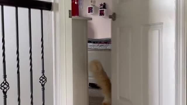 Thanks for reporting his catnip videos Kareeeenn