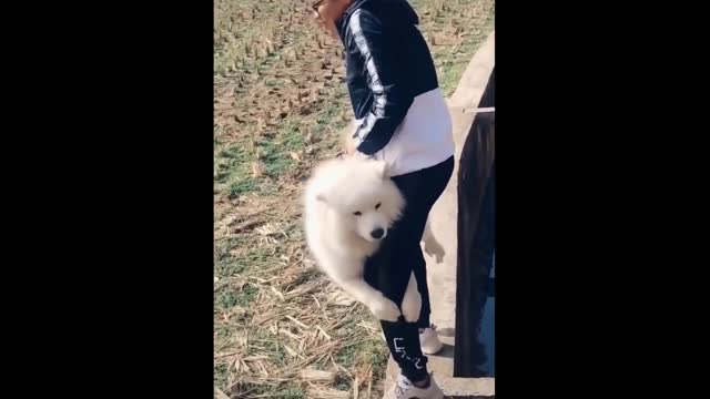 Funniest Cats And Dogs - Best Of The 2022 Funny Animal Videos.#10