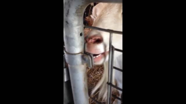 Funny Goats Doing Totally Random and Weird Stuff