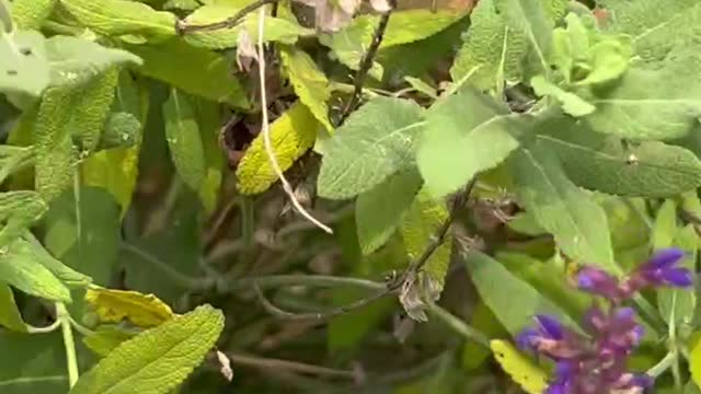 The small purple wild flowers are very beautiful