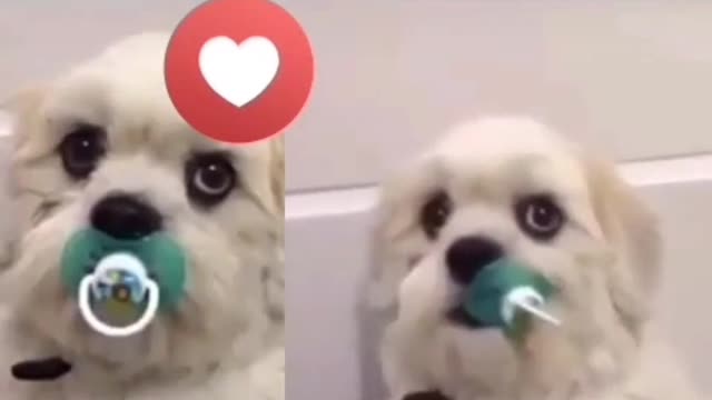 My dog with pacifier