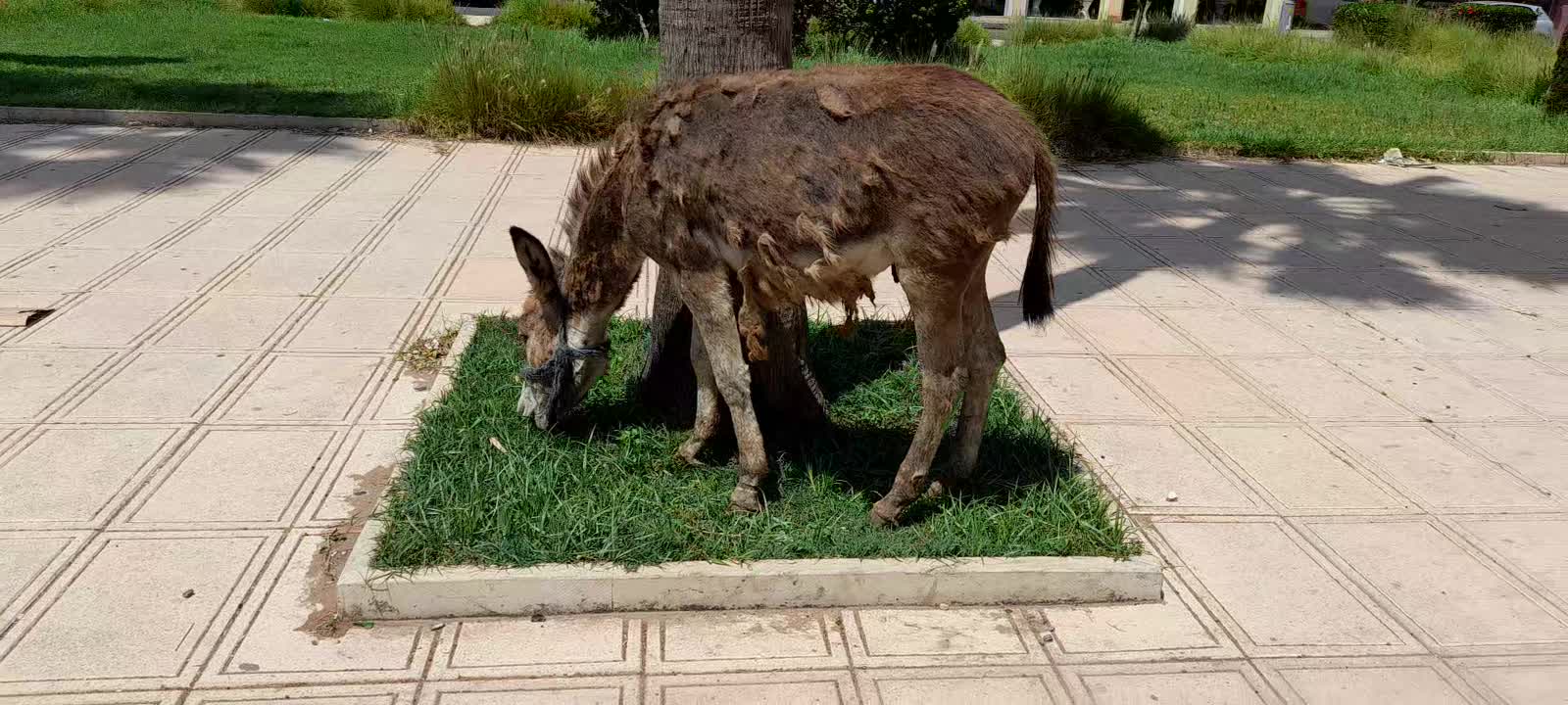 Donkey needs help