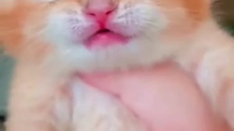 Cat crying