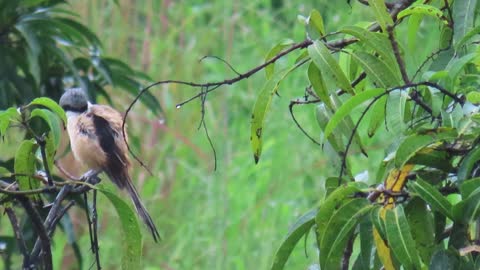 Rain soaked bird