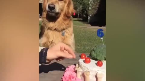 watch dogs reactions to cutting cakes