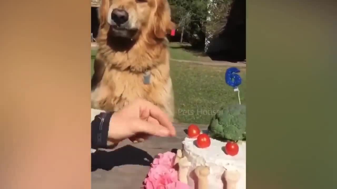 watch dogs reactions to cutting cakes