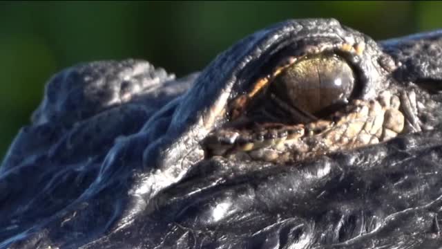 Check out this alligators third eyelid. This nictitating membrane helps to protect their eyes.