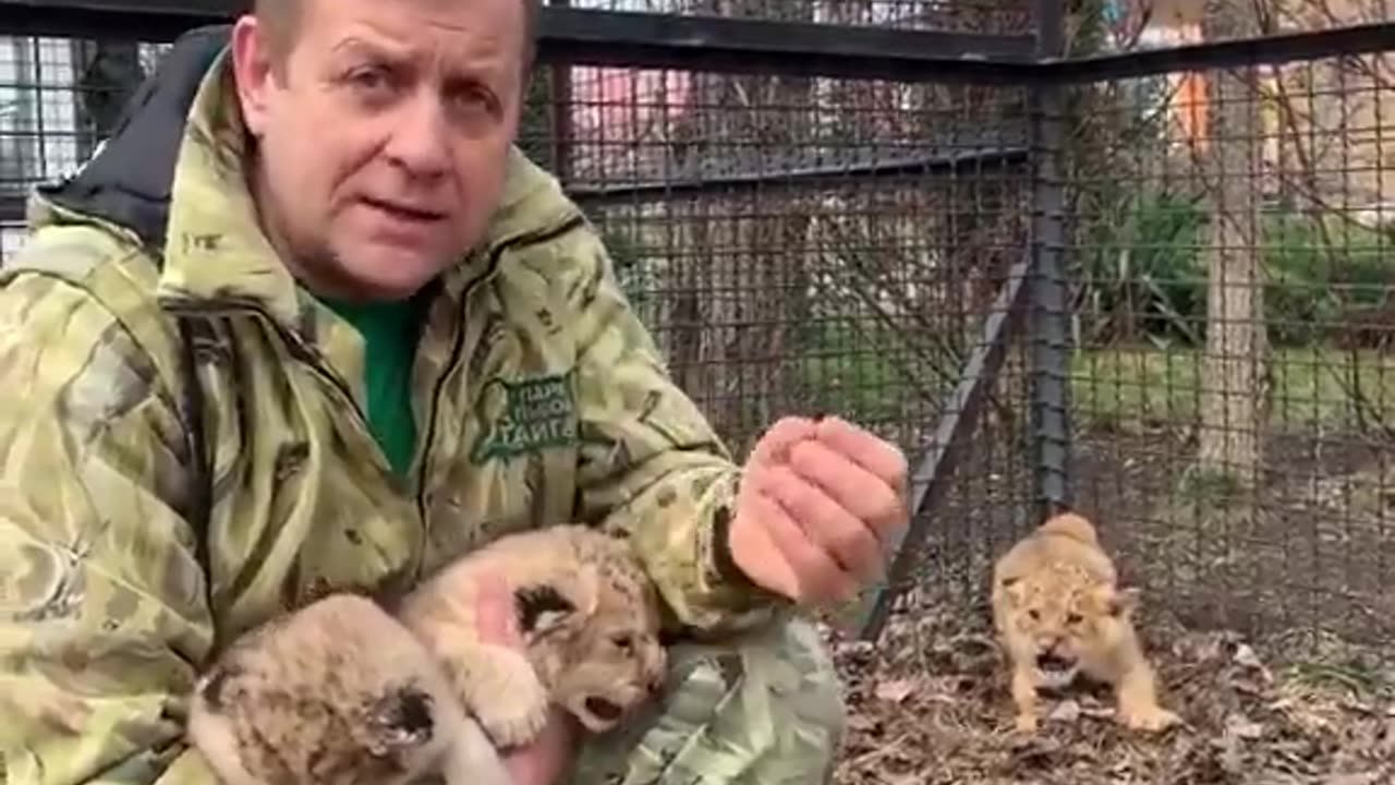 his is my first time seeing a aggressive lion cub😳