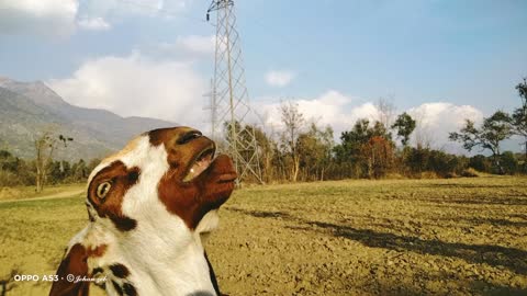 Goat Eating style- Goat Eating leaves