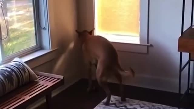 Dog 💯💯💯💯💯😍😍😍🎶🎶