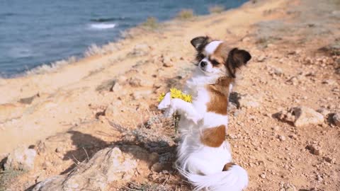 Little papillon dog spending his day outdoor