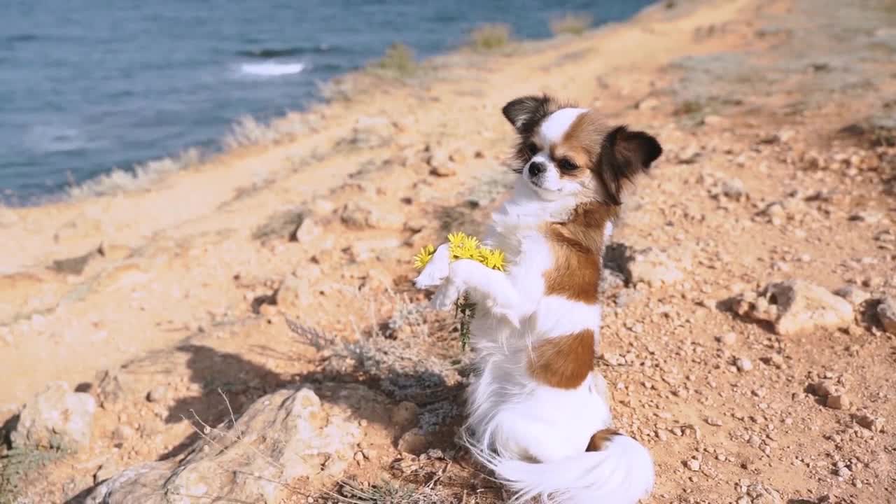 Little papillon dog spending his day outdoor