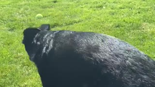 Doggo Reflex When Touching his Cheek