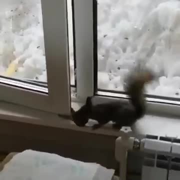 A squirrel from the ice age