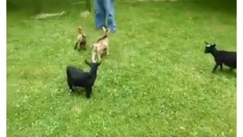 I BET YOU CAN'T figure out which goat has ADHD!!