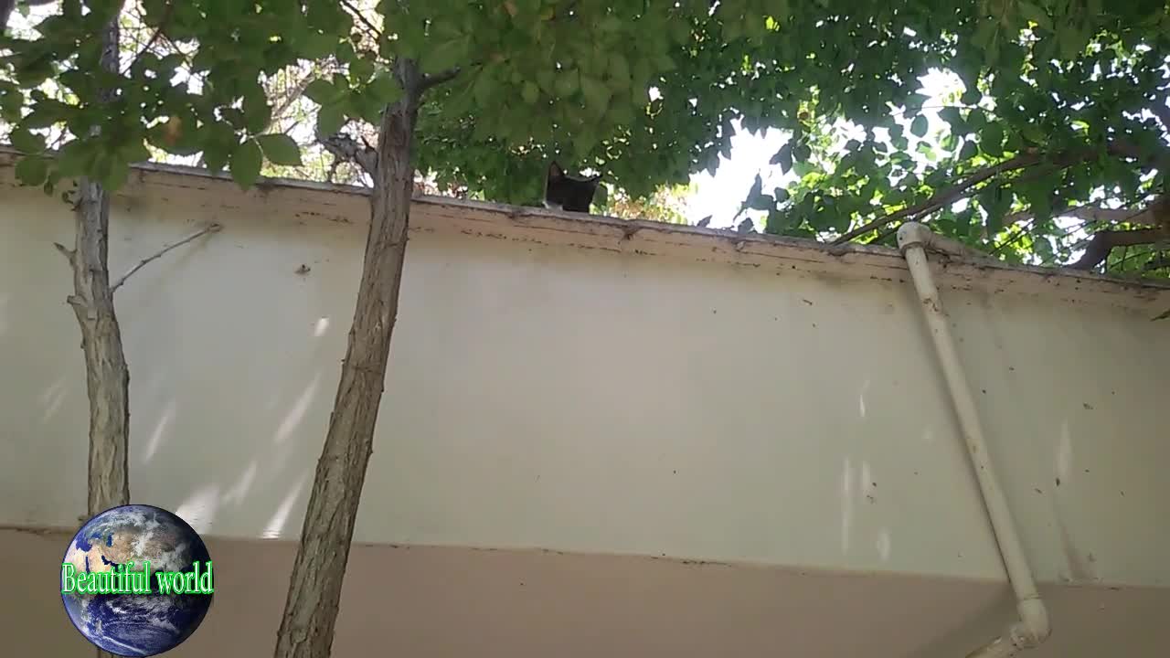 funny cat | Playful cat | cats | cat | most popular cat video | popular cat video