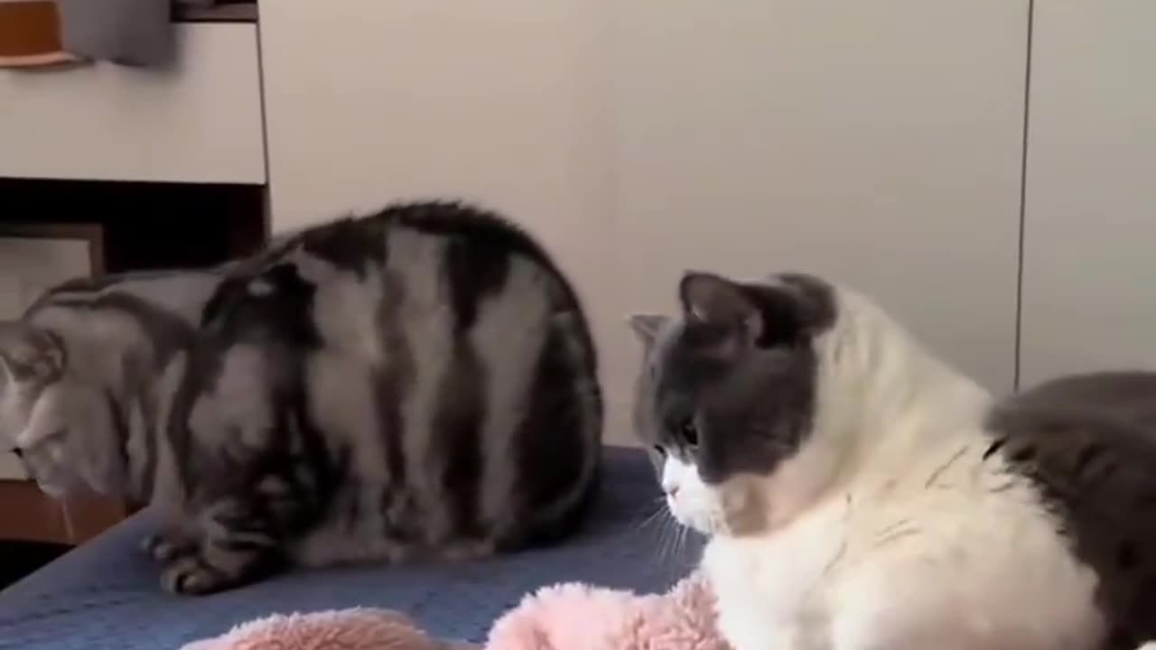 Cats in synchronization