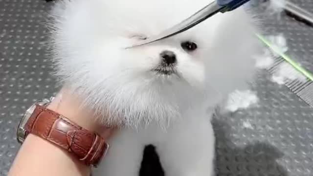 Do you love the little cutie after the disguise?