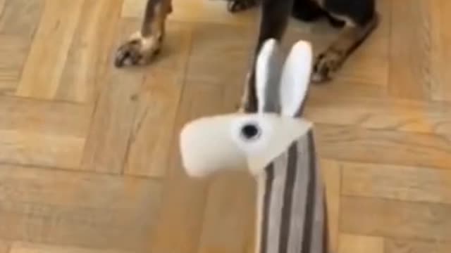 Dog tries to get coin