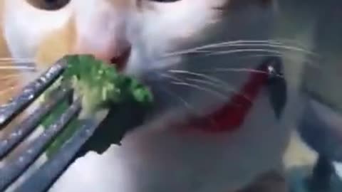 Cute Kitten hates eating broccoli