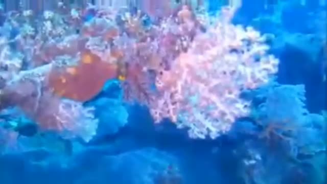 The beauty of the underwater world, Sabang, Indonesia, coral reefs