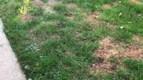 Black spotted dog runs between red and blue chairs outside