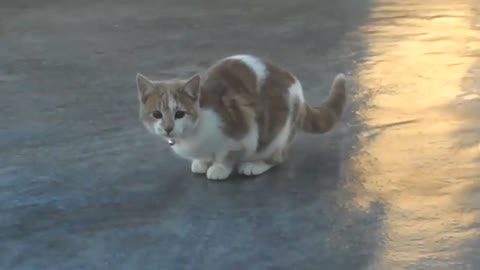 First time on ice and first time wearing a bell collar