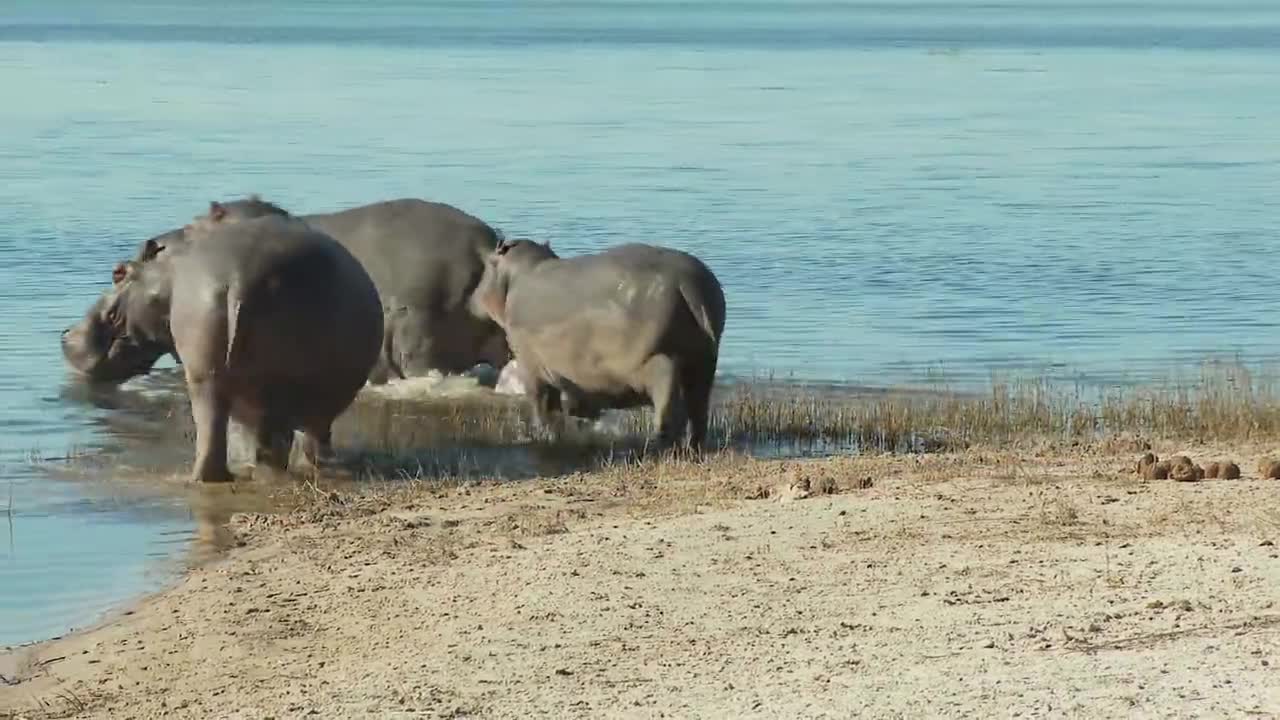 Dogs love splashing in mud and hippos wallow in it.